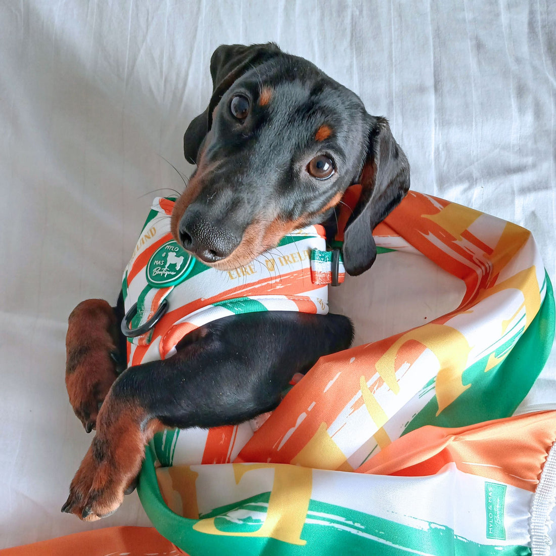 St. Patrick's Day: The Perfect Outfit for Your Dog