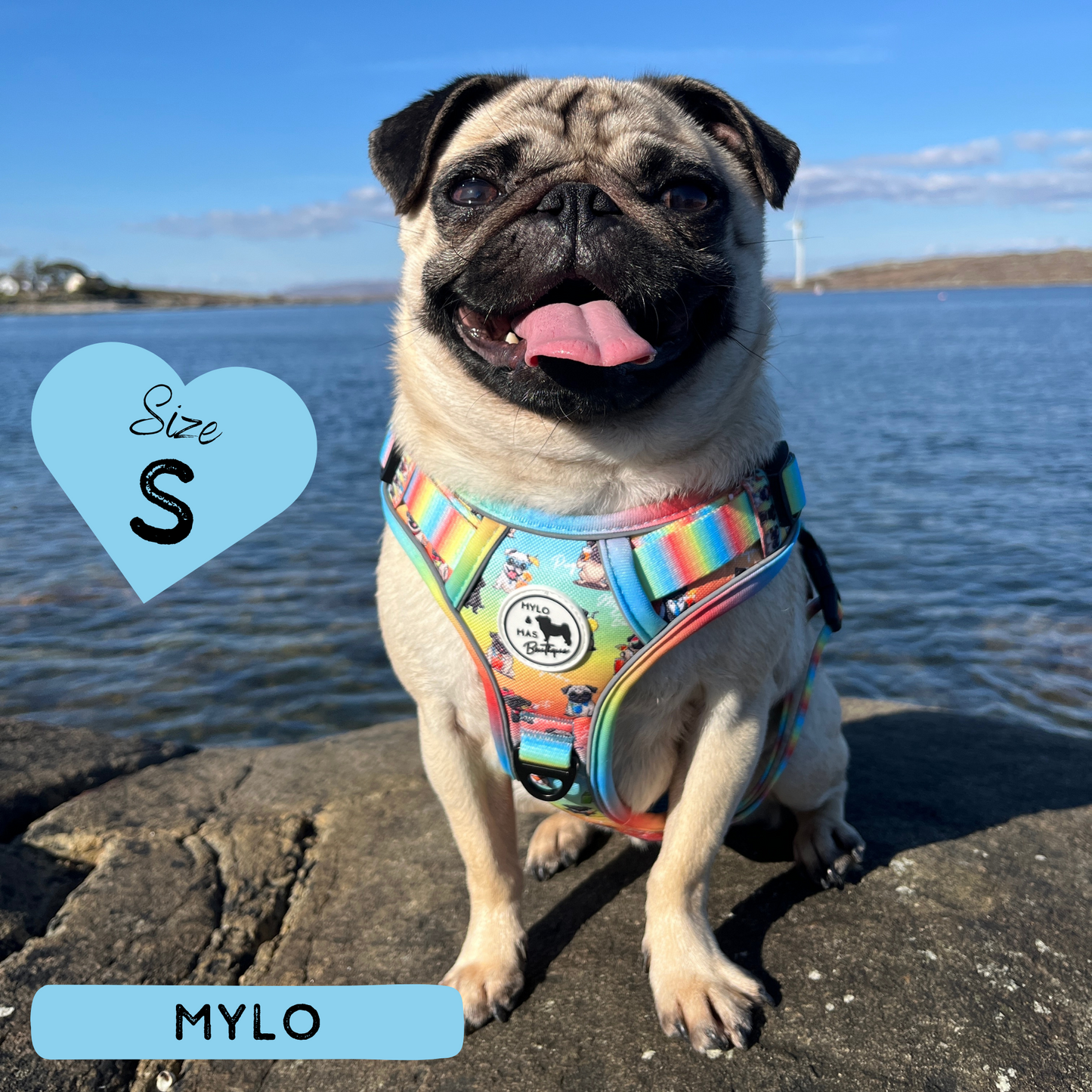 Oh My Pug! | Mighty Hounds Harness