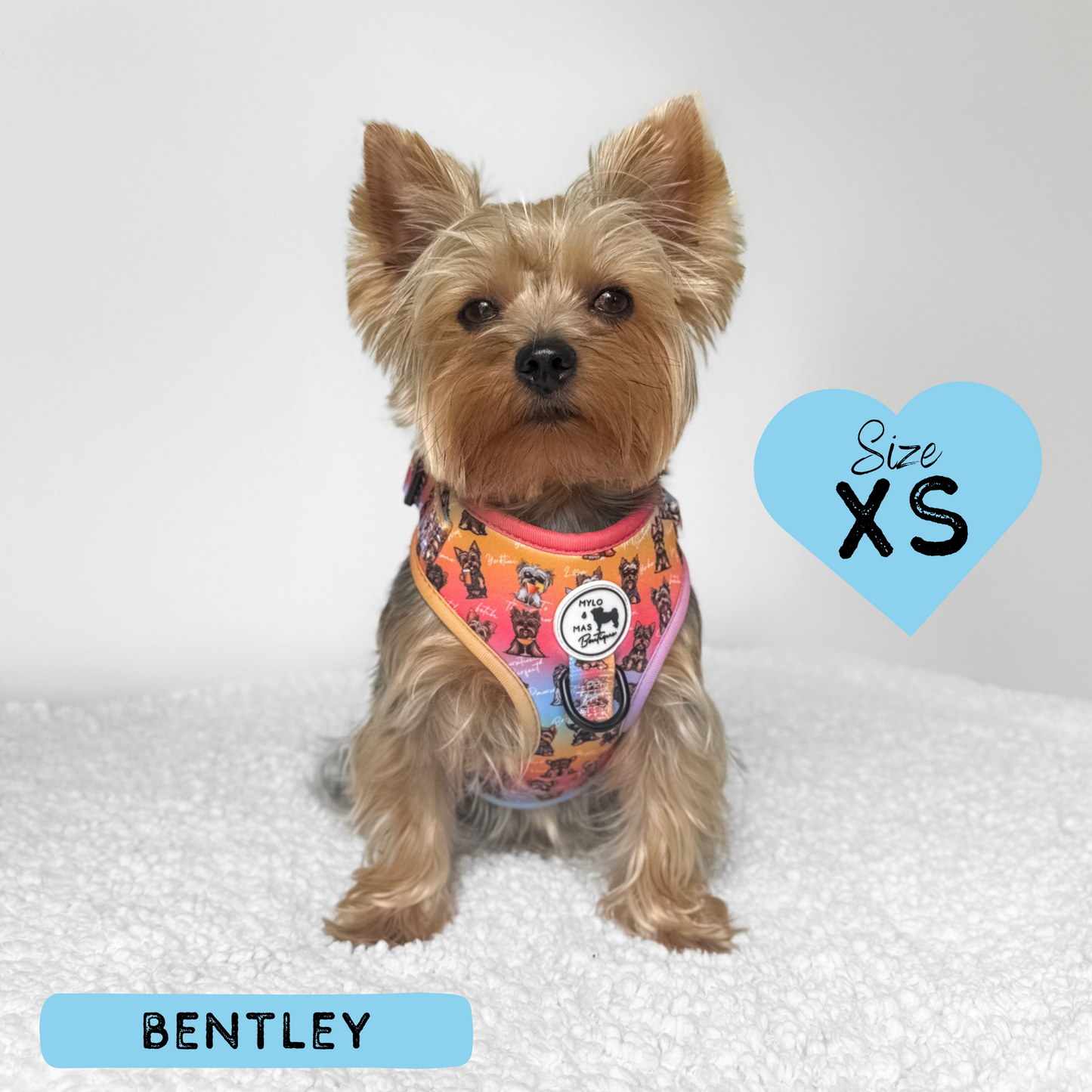 Oh My Yorkie! | Adjustable Harness