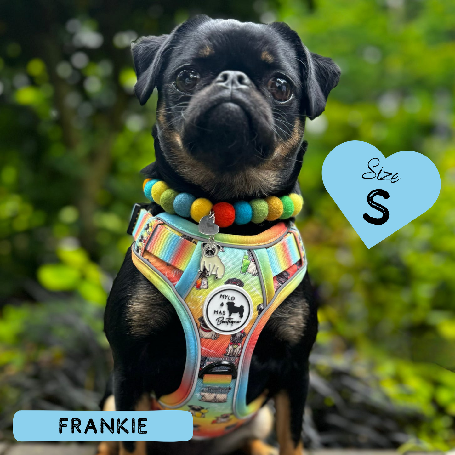 Oh My Pug! | Mighty Hounds Harness