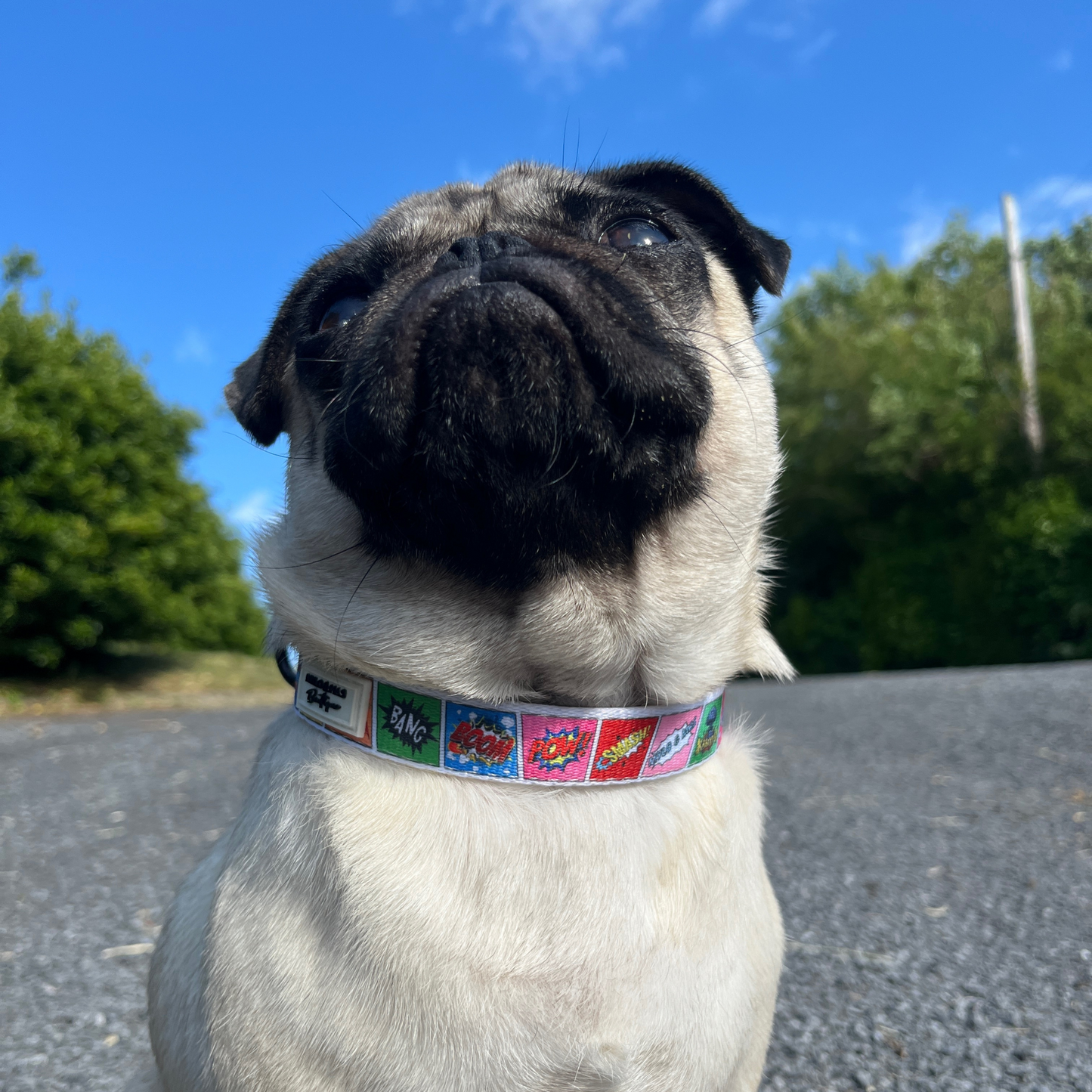 PAWPOW | Collar