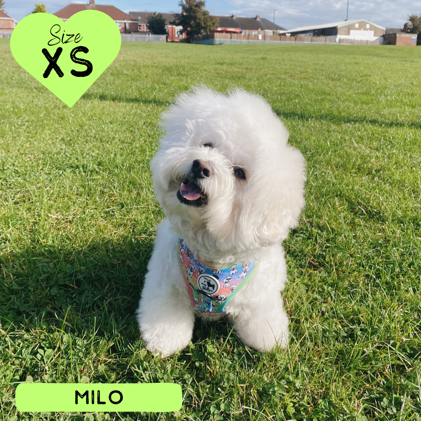 Oh My Bichon! | Adjustable Harness