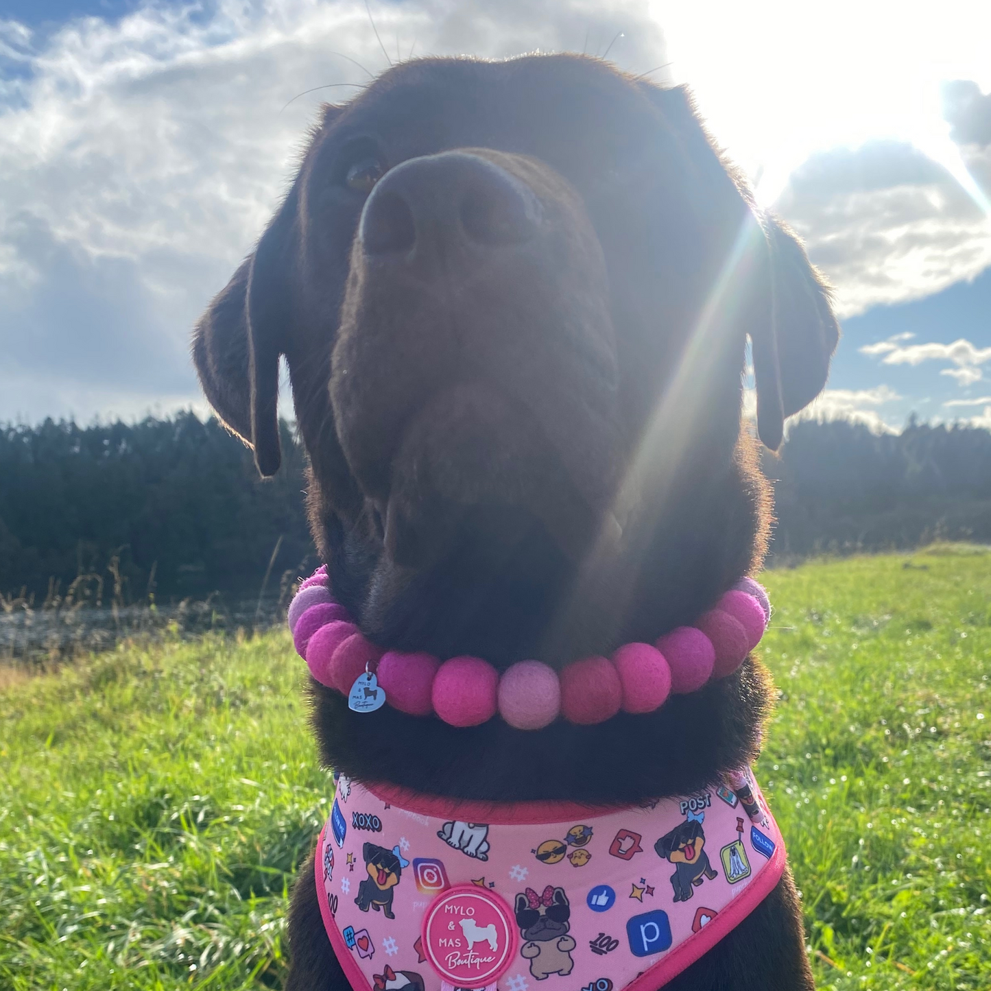 Dog Pom Pom Necklace - Social Media Star Pink