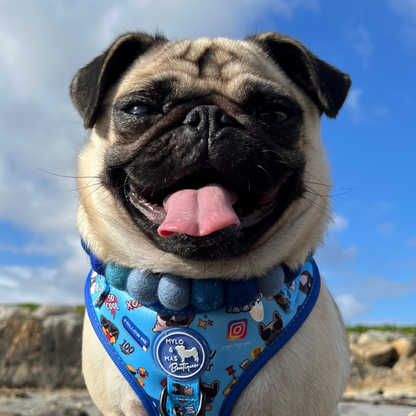 Dog Pom Pom Necklace - Social Media Star Blue