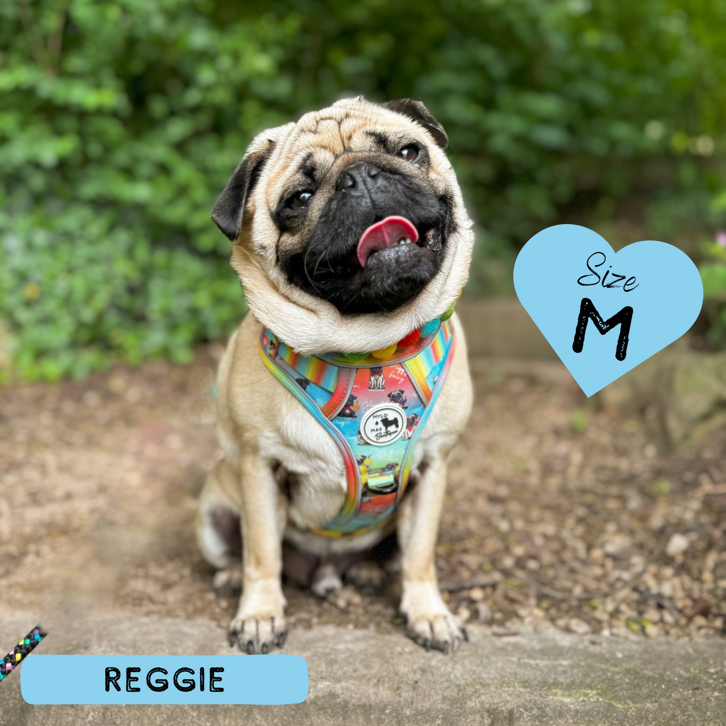 Oh My Pug! | Mighty Hounds Harness