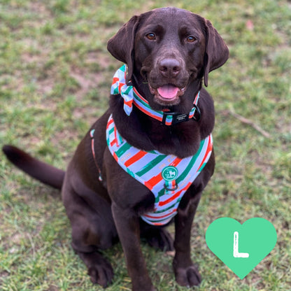 Dog Adjustable Harness - Legends of Éire