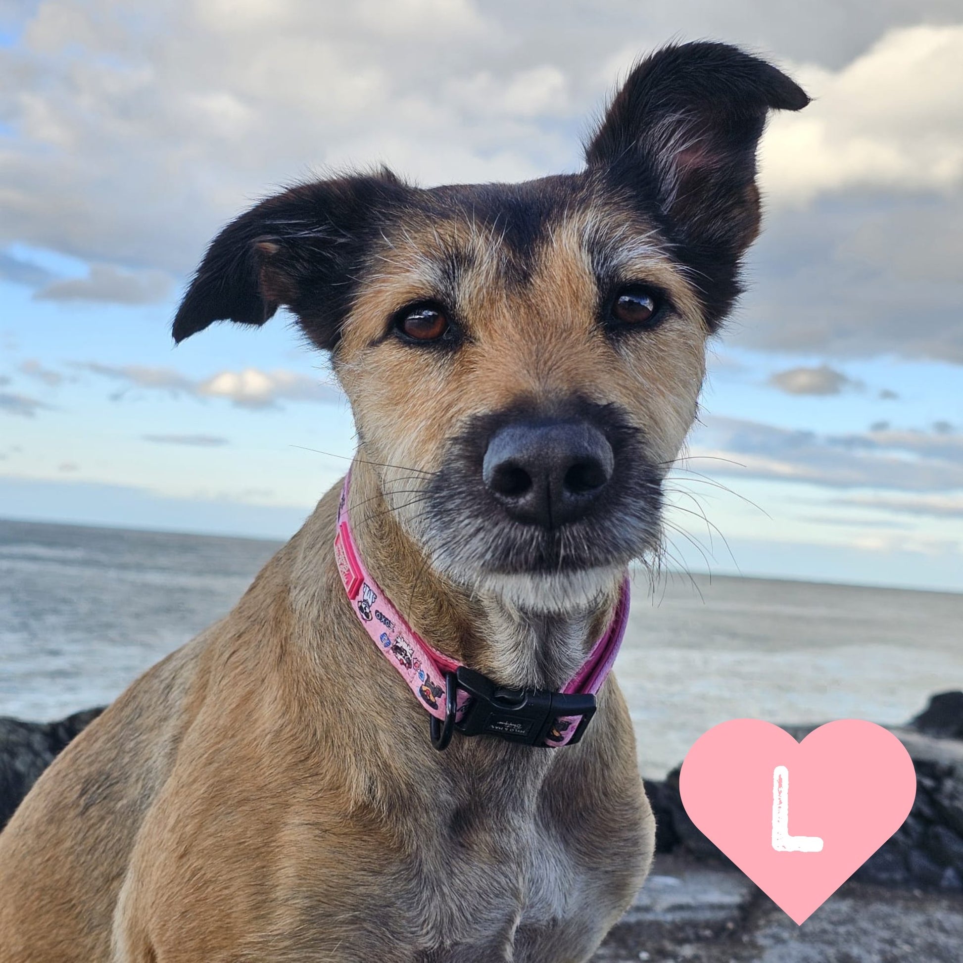 Instagram themed dog collar size L modelled by a large dog on the beach.