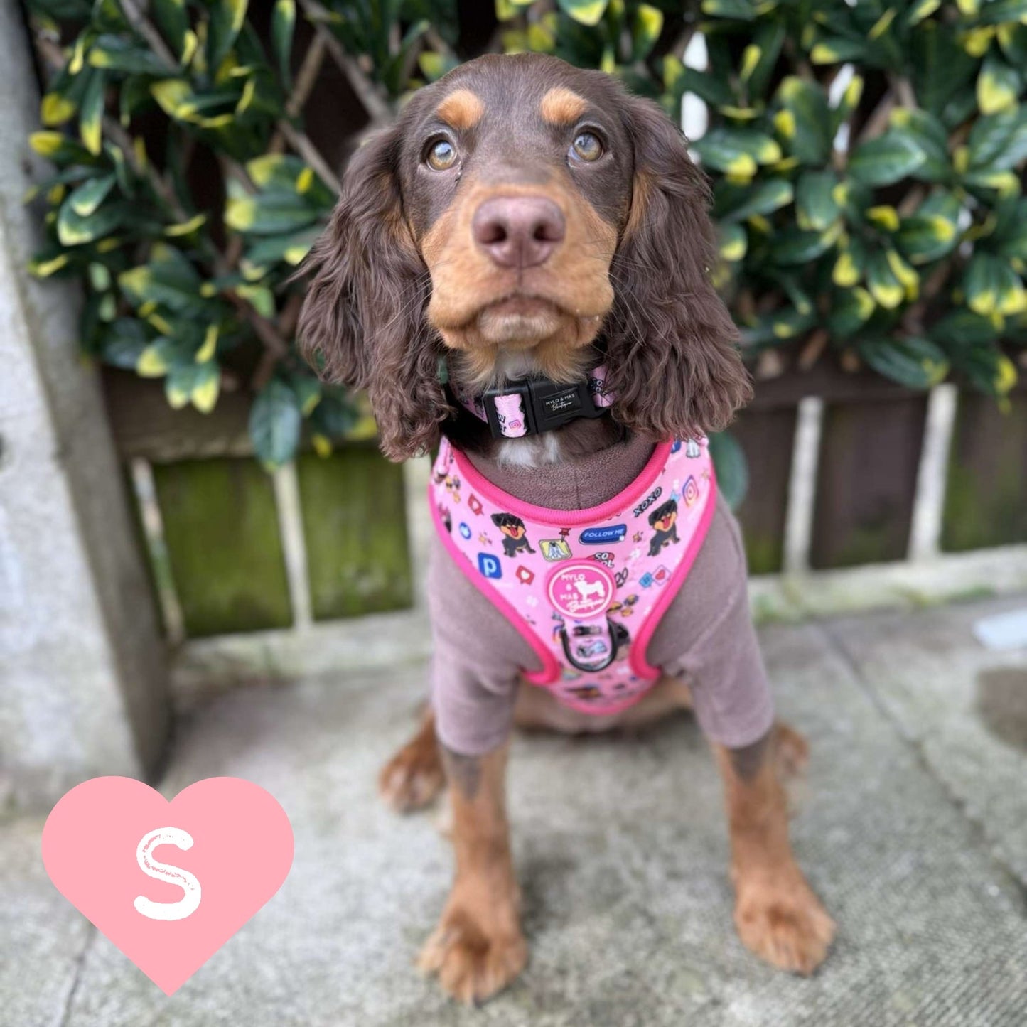 Brown Spaniel puppy sitting outside in our Social Media Star Pink harness size S and collar.